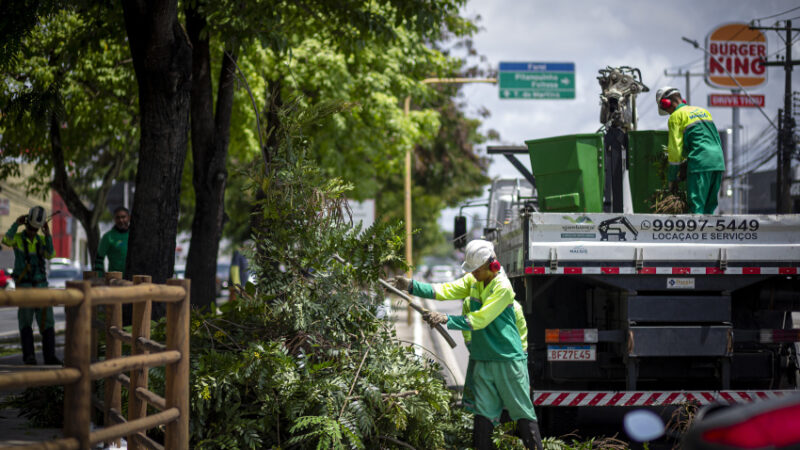 Prefeitura de Maceió orienta como solicitar poda e supressão de árvores
