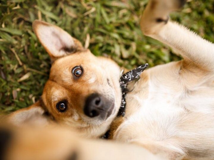 Prefeitura de Maceió realiza Feira de Adoção Animal, neste sábado(31)