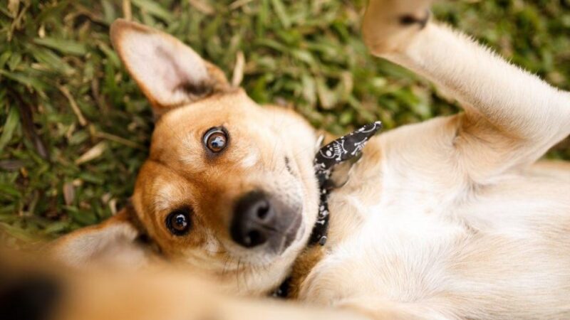 Prefeitura de Maceió realiza Feira de Adoção Animal, neste sábado(31)