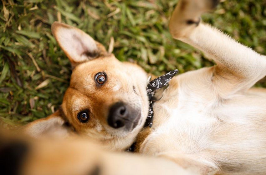 Prefeitura de Maceió realiza Feira de Adoção Animal, neste sábado(31)