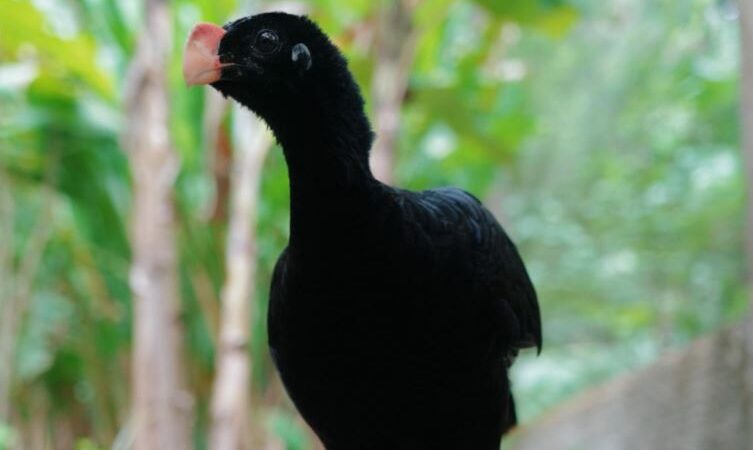 IMA atua na reintrodução do Mutum-de-alagoas e fortalece preservação da fauna alagoana