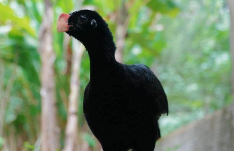 IMA atua na reintrodução do Mutum-de-alagoas e fortalece preservação da fauna alagoana