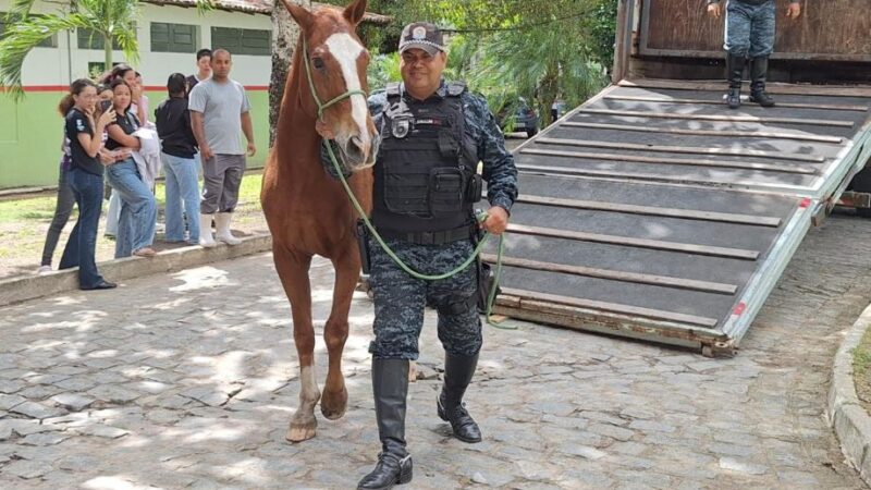 Cavalo da PM-AL é doado ao Ifal para uso em ensino e pesquisa agropecuária