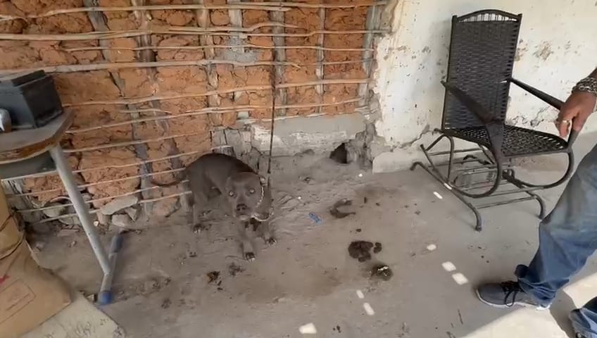 Polícia Civil resgata cães vítimas de maus-tratos em Dois Riachos