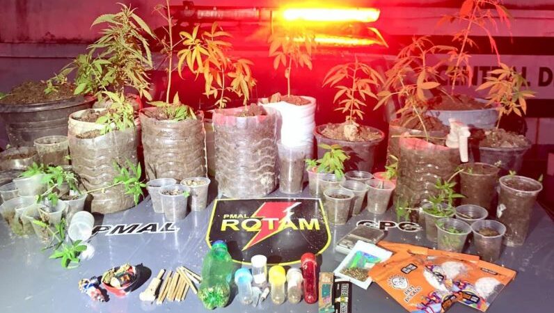 Polícia Militar prende homem e apreende 37 pés de maconha em Satuba