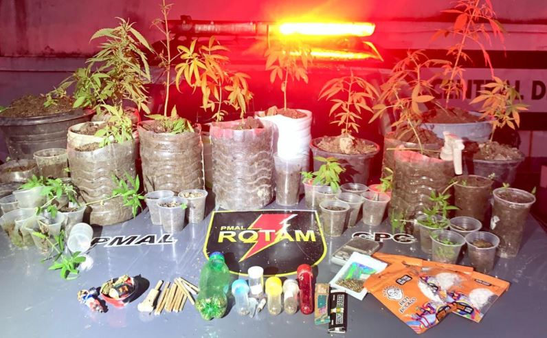 Polícia Militar prende homem e apreende 37 pés de maconha em Satuba