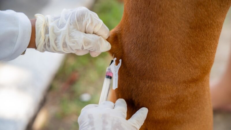 Prefeitura de Maceió realiza 2º dia de vacinação antirrábica neste sábado(25)