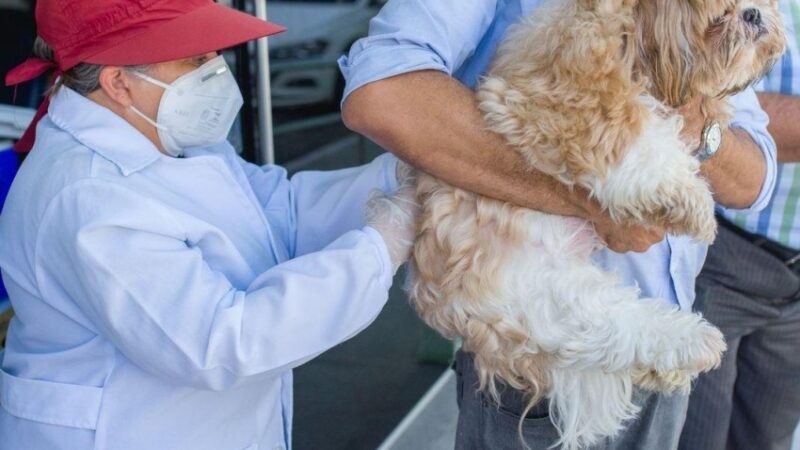 Prefeitura de Maceió inicia vacinação antirrábica no sábado (11)