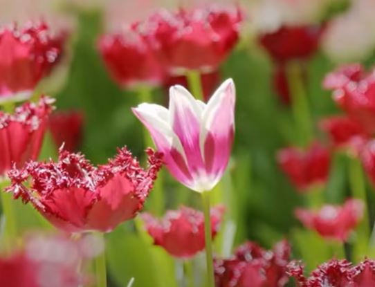 Flores da primavera: 3 plantas nativas que trazem cor e vida à decoração
