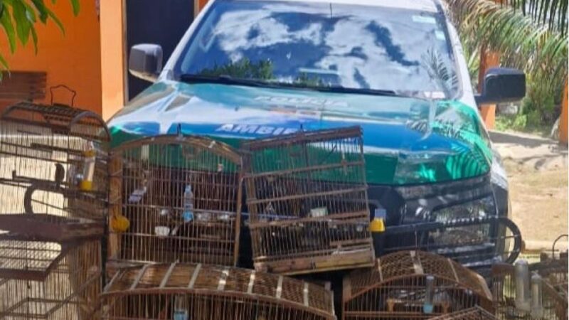 Operação da PM em Ibateguara apreende armas de fogo, munições e aves silvestres