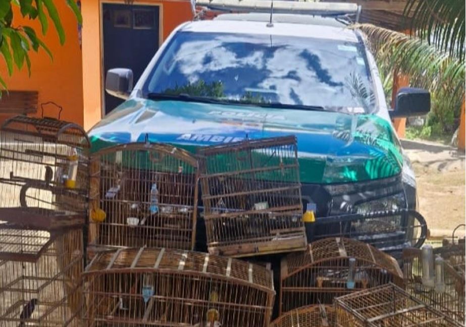 Operação da PM em Ibateguara apreende armas de fogo, munições e aves silvestres