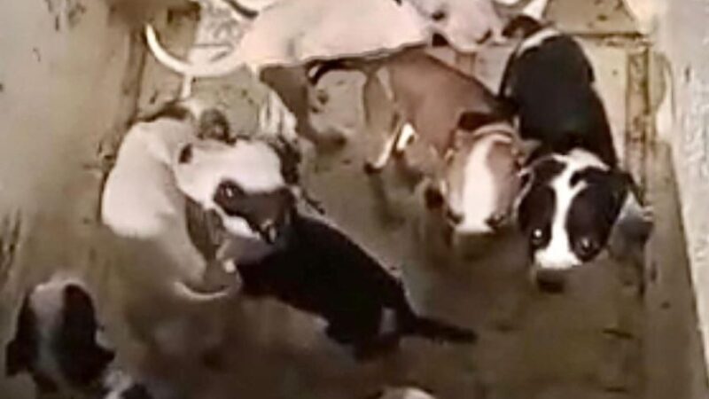 Polícia Civil localiza suspeito de abandonar 11 filhotes e instaura inquérito por maus-tratos a animais