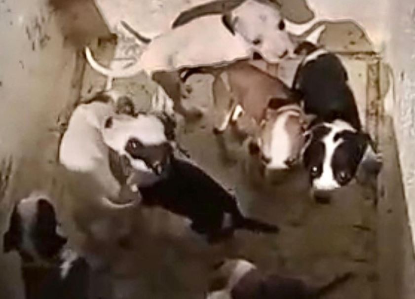 Polícia Civil localiza suspeito de abandonar 11 filhotes e instaura inquérito por maus-tratos a animais