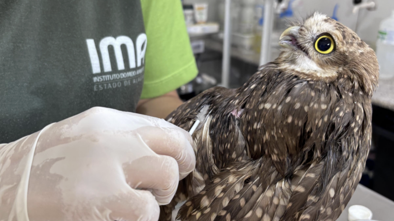 Uso indiscriminado de capturas para pragas urbanas pode ser um risco para animais silvestres