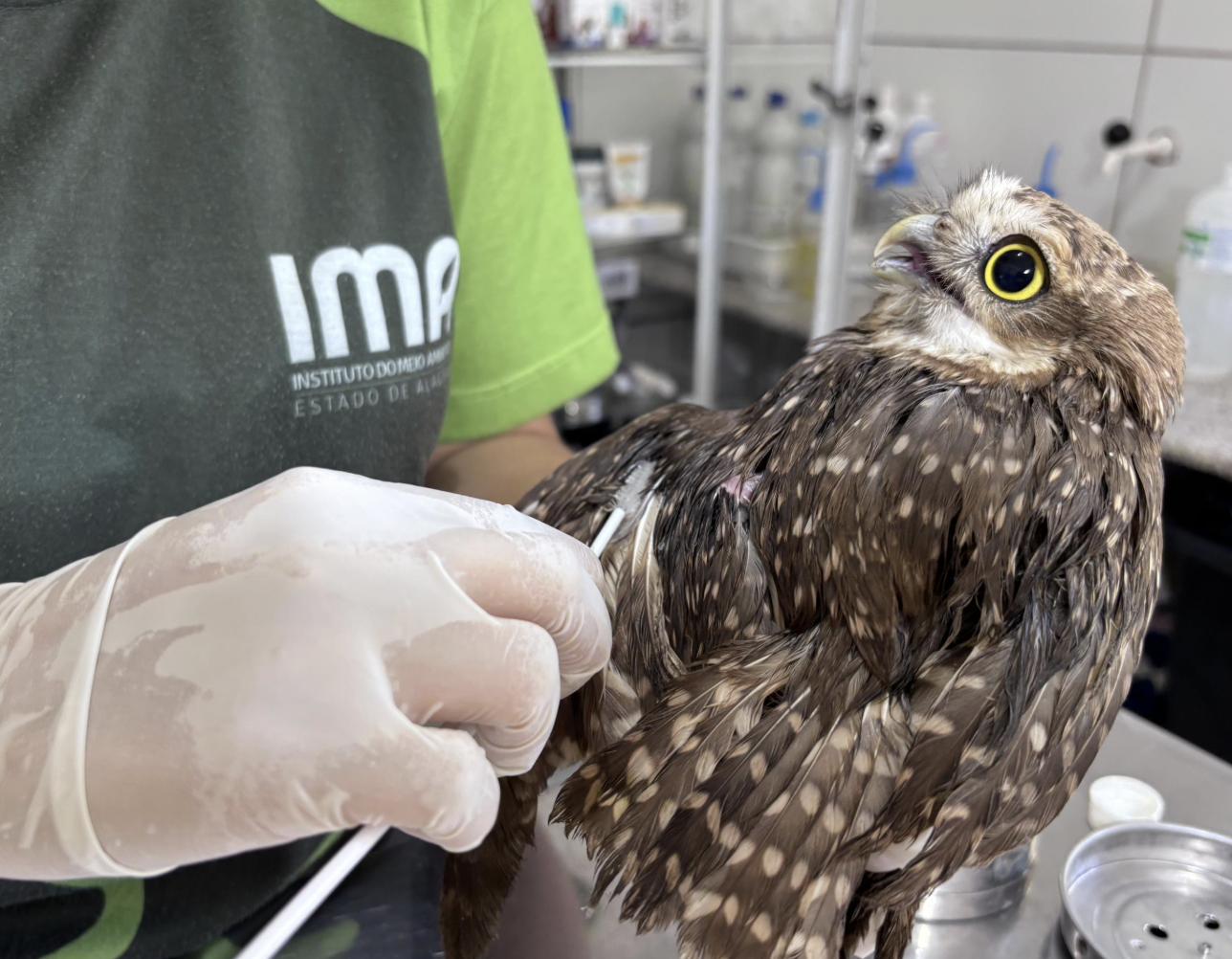 Uso indiscriminado de capturas para pragas urbanas pode ser um risco para animais silvestres