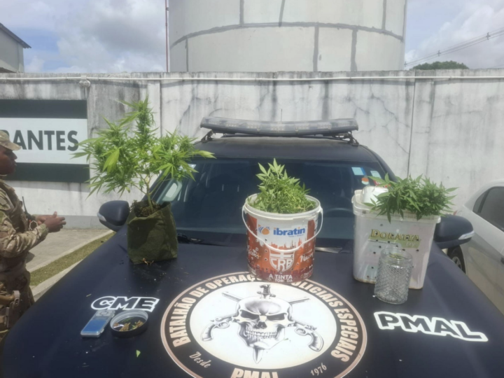 Polícia Militar apreende 5kg de drogas e descobre plantação de maconha em Maceió