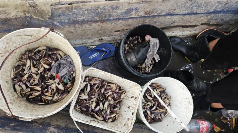 PM flagra grupo que realizava captura proibida de caranguejo-uçá