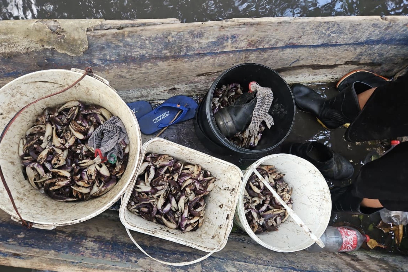 PM flagra grupo que realizava captura proibida de caranguejo-uçá