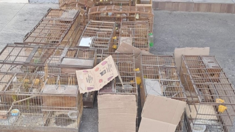 PM-AL resgata aves silvestres e desarticula pontos de venda ilegal no interior