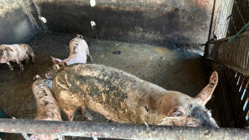 Ação integrada remove pocilgas do entorno do Mercado da Produção