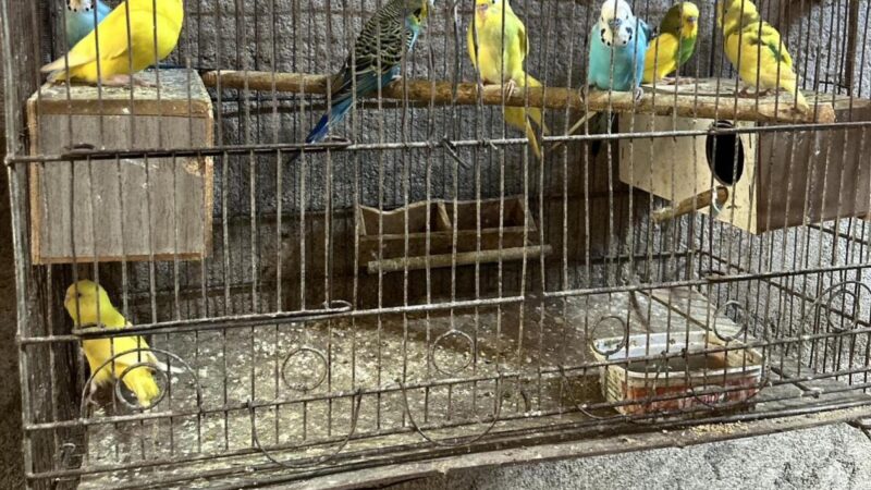 Mais de 120 animais silvestres são resgatados pela PM durante o fim de semana