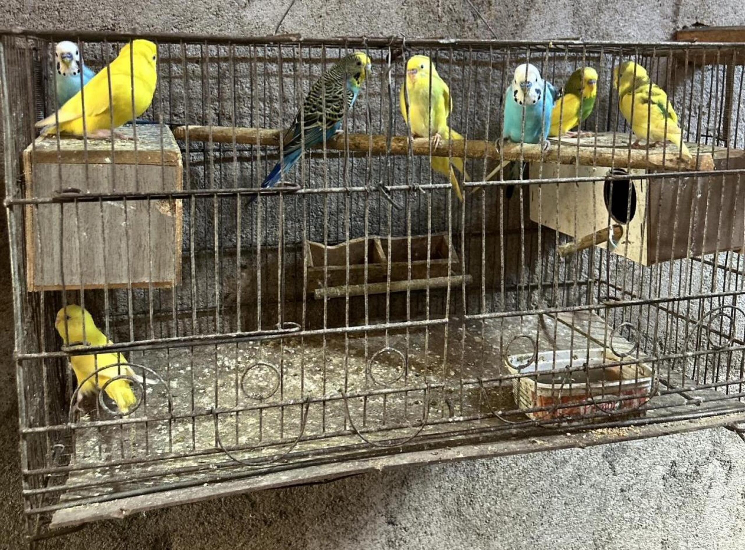 Mais de 120 animais silvestres são resgatados pela PM durante o fim de semana