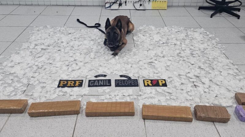 Operação intercepta carga de drogas avaliada em R$ 500 mil e prende traficante em Canapi