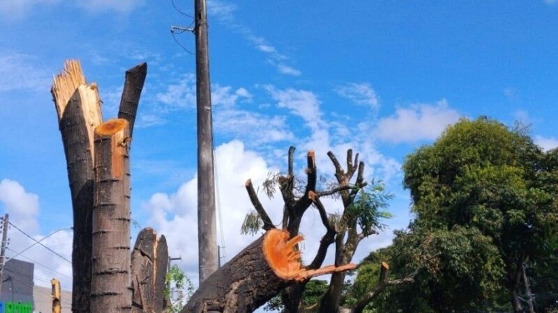 Poda e supressão de árvores sem autorização é crime ambiental, alerta Alurb