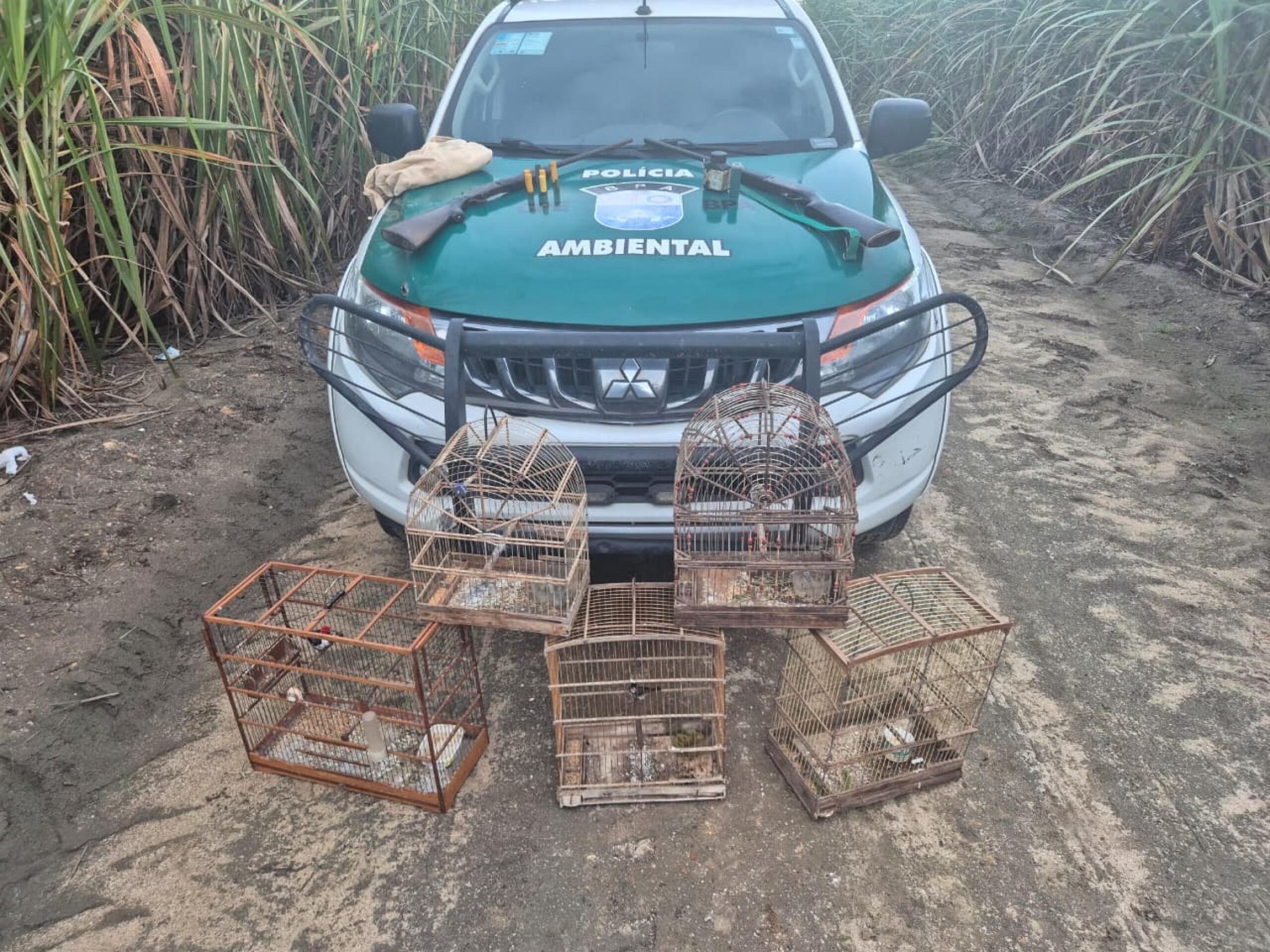 PM-AL resgata mais de 250 animais silvestres e apreende oito armas em operações ambientais
