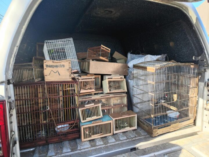 Protetor dos Biomas: PM apreende 442 animais silvestres em Alagoas