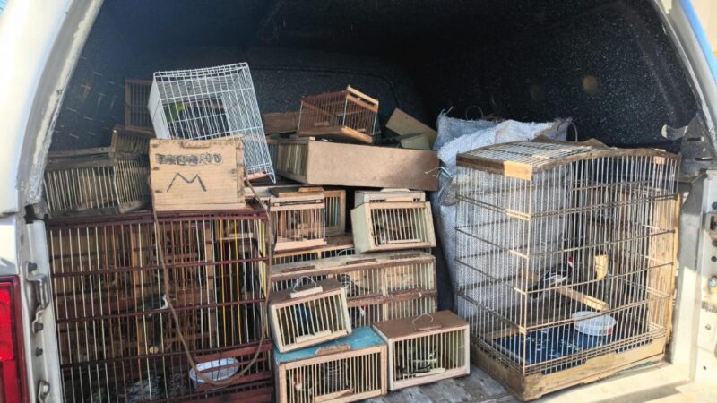 Protetor dos Biomas: PM apreende 442 animais silvestres em Alagoas