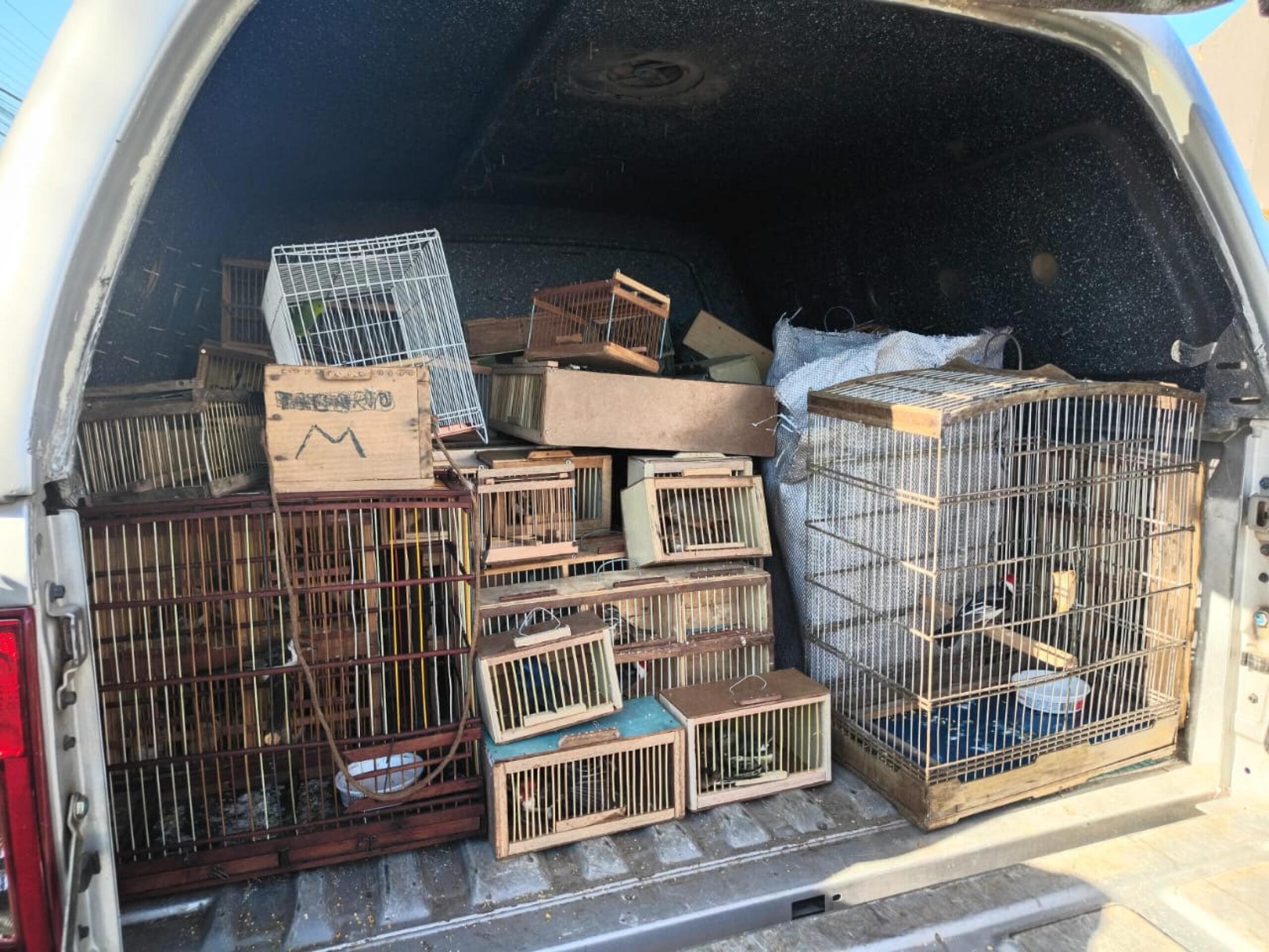 Protetor dos Biomas: PM apreende 442 animais silvestres em Alagoas